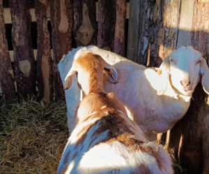 Żywa szopka w Żydowcach