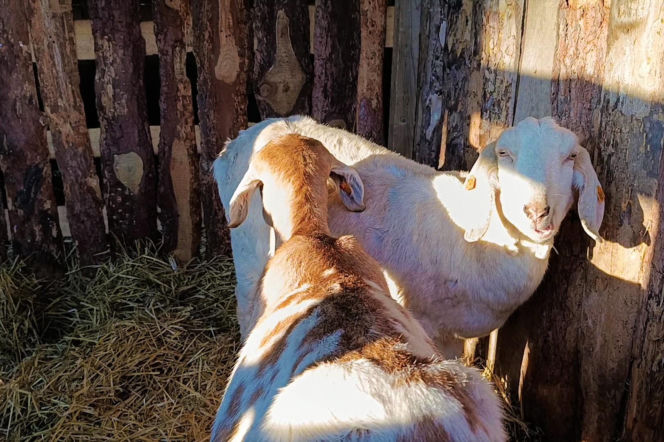 Żywa szopka w Żydowcach