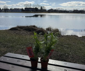 Darmowe palmy na ulicach Suwałk! Niezwykła akcja Radia ESKA