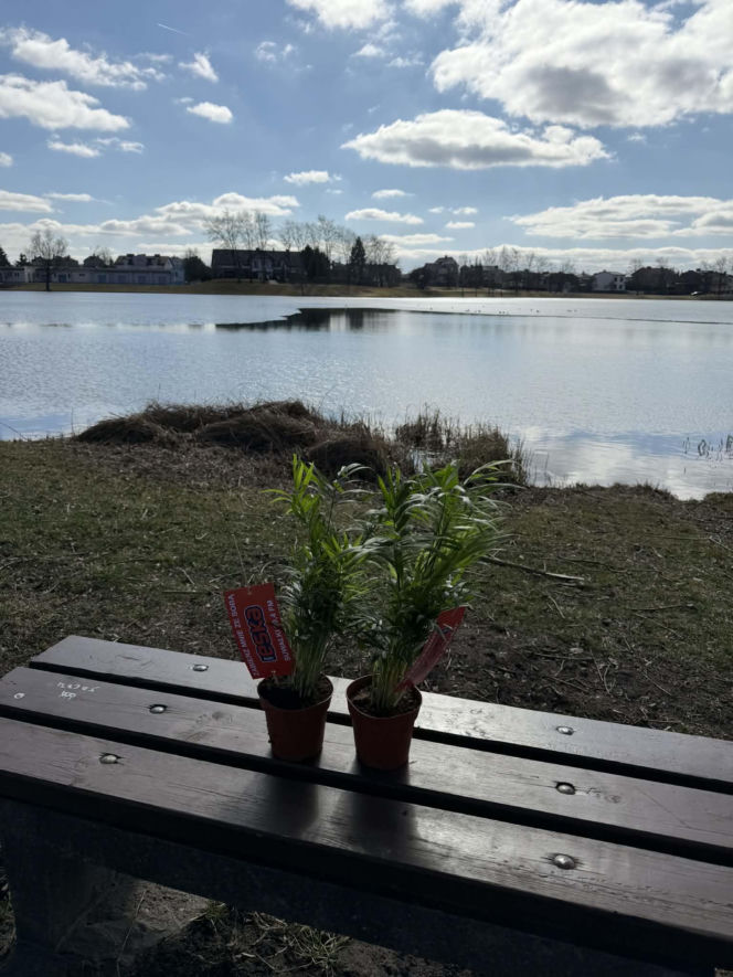 Darmowe palmy na ulicach Suwałk! Niezwykła akcja Radia ESKA