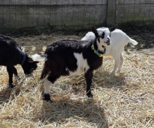 Cztery urocze kózki to nowi mieszkańcy parku w Kazimierzu Biskupim