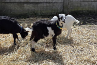 Cztery urocze kózki to nowi mieszkańcy parku w Kazimierzu Biskupim