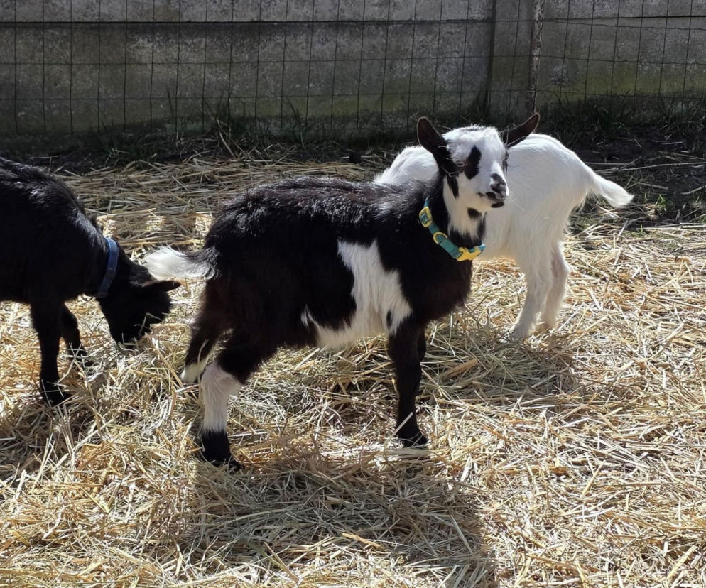 Kozy w parku w Kazimierzu Biskupim