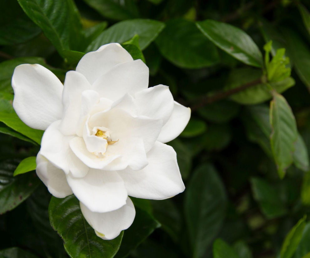 Gardenia jaśminowata