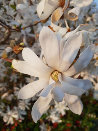 Magnolia gwiaździsta 'Royal Star'