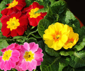 Prymulki doniczkowe - jak dbać o prymulkę w doniczce?