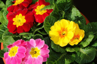 Prymulki doniczkowe - jak dbać o prymulkę w doniczce?