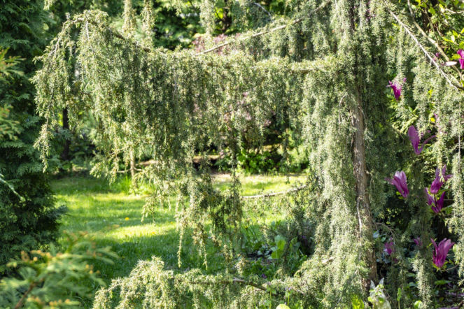 Jałowiec pospolity ‘Horstmann’