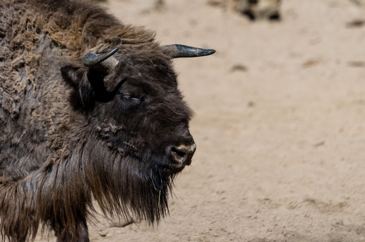 Koronawirus w Trójmieście. Zwierzęta z zoo tęsknią za ludźmi