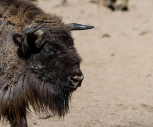 Koronawirus w Trójmieście. Zwierzęta z zoo tęsknią za ludźmi