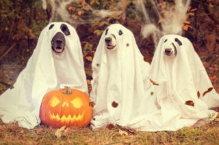 Halloween 2020. Najlepsze memy z tej okazji. One podbijają internet 