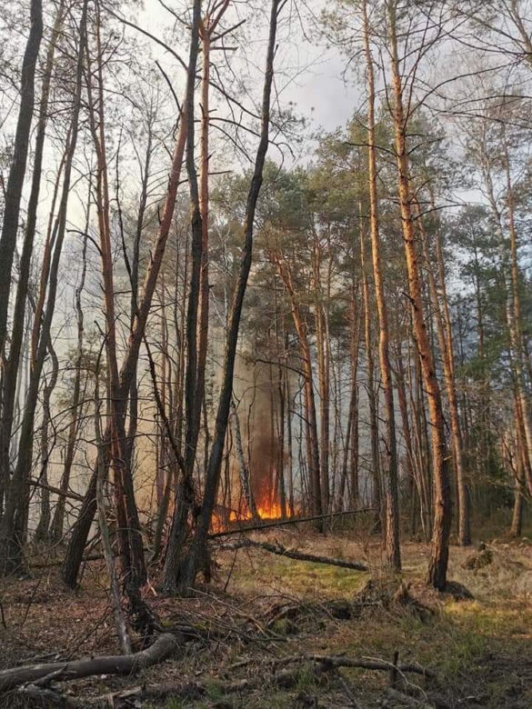 Płonął las w powiecie radomszczańskim. Ogień strawił 10 hektarów poszycia!