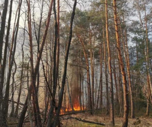 Płonął las w powiecie radomszczańskim. Ogień strawił 10 hektarów poszycia!