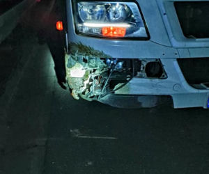 Dziki doprowadziły do karambolu na A4
