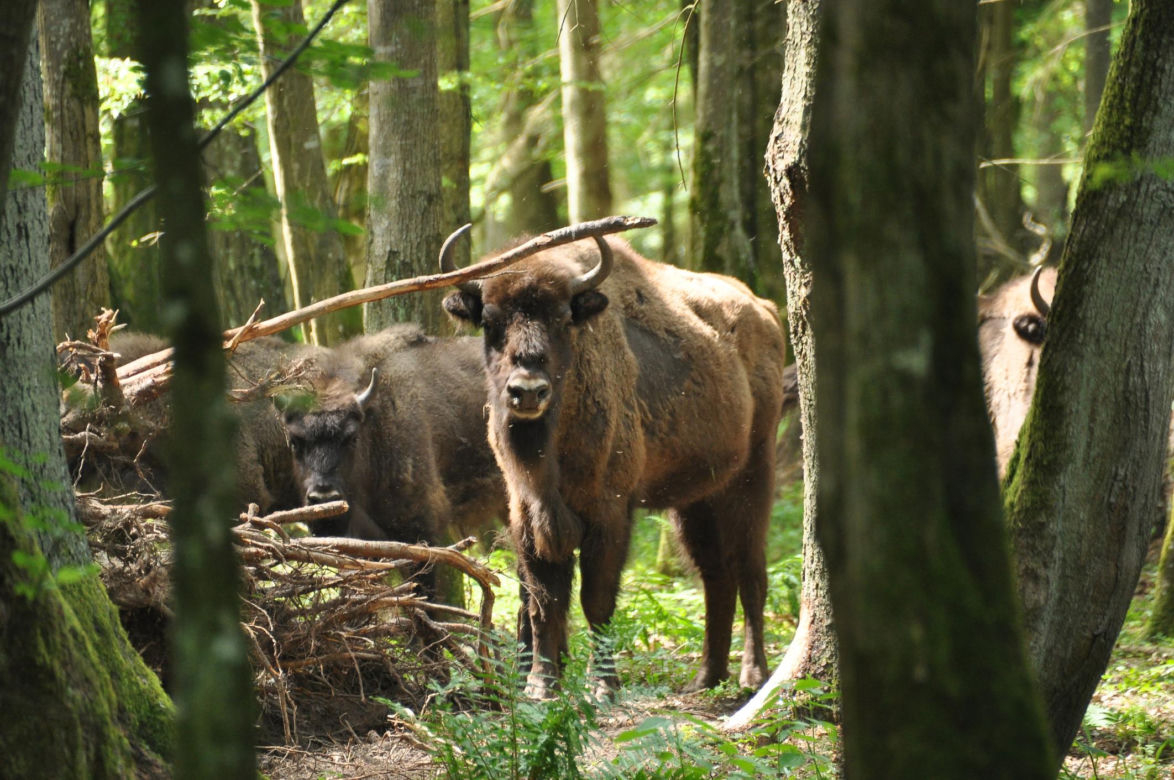 Województwo podlaskie - Puszcza Białowieska