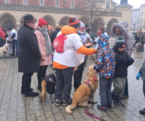 34. finał WOŚP w Krakowie. Golden Retrievery na Rynku Głównym