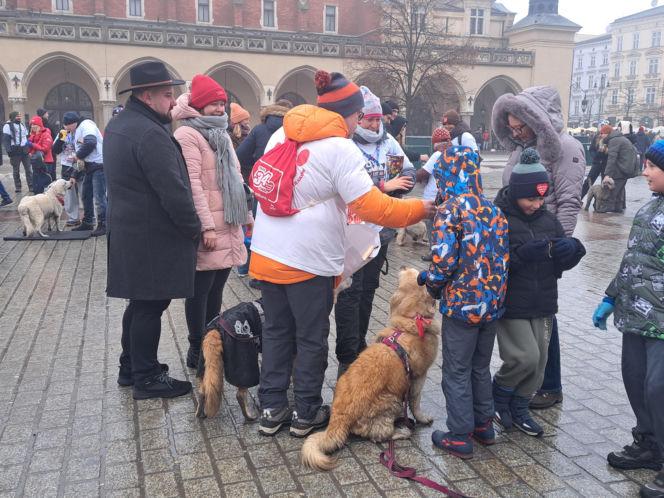 34. finał WOŚP w Krakowie. Golden Retrievery na Rynku Głównym