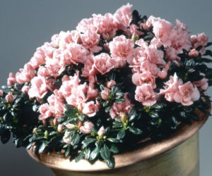 azalia
