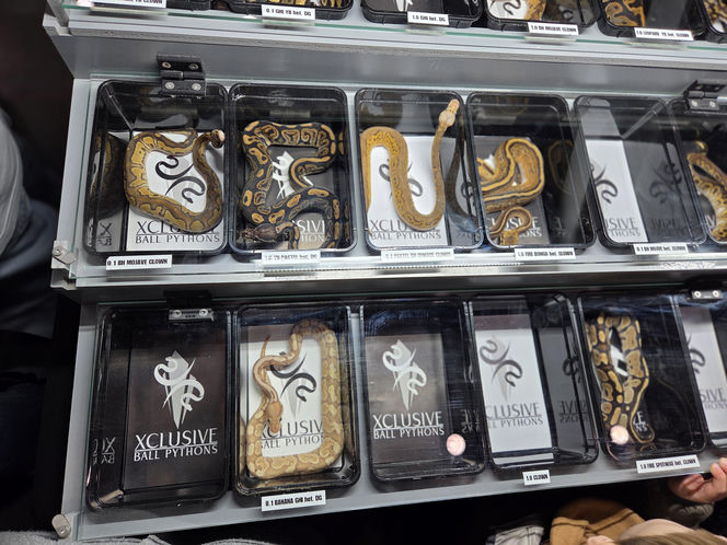 Egzotyczny świat zawitał do Bydgoszczy! Pająki i węże były na wyciągnięcie ręki