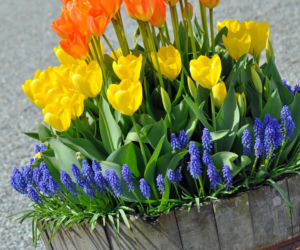 Tulipany w doniczkach
