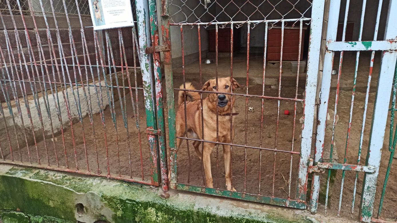 Schronisko dla Zwierząt w Olsztynie