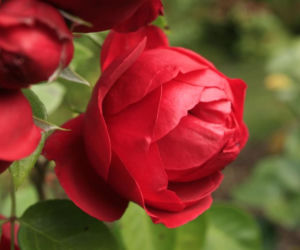roze