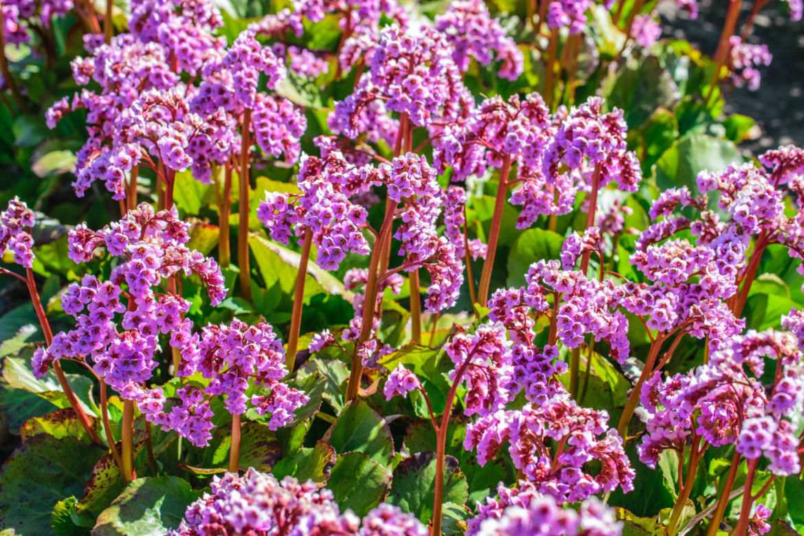 Bergenia