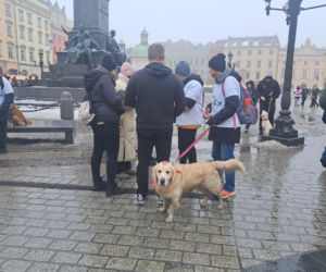34. finał WOŚP w Krakowie. Golden Retrievery na Rynku Głównym