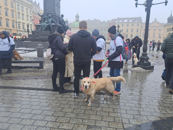 34. finał WOŚP w Krakowie. Golden Retrievery na Rynku Głównym