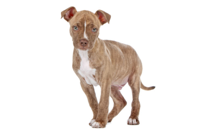 Pitbull