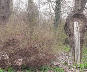 Wiosna budzi się w Arboretum w Bolestraszycach
