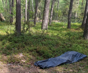Tragedia podczas wycinki drzew. Olbrzymi konar zmiażdżył Pawła w lesie