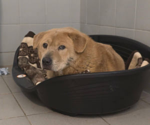 Interwencja w Sobolewie. Wrocławskie schronisko przyjęło 10 psów