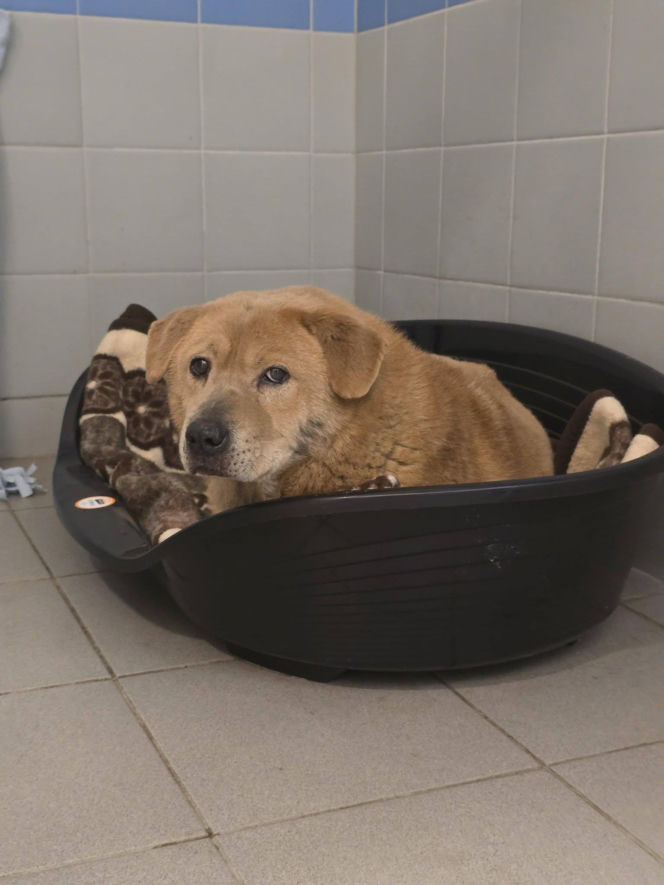 Interwencja w Sobolewie. Wrocławskie schronisko przyjęło 10 psów