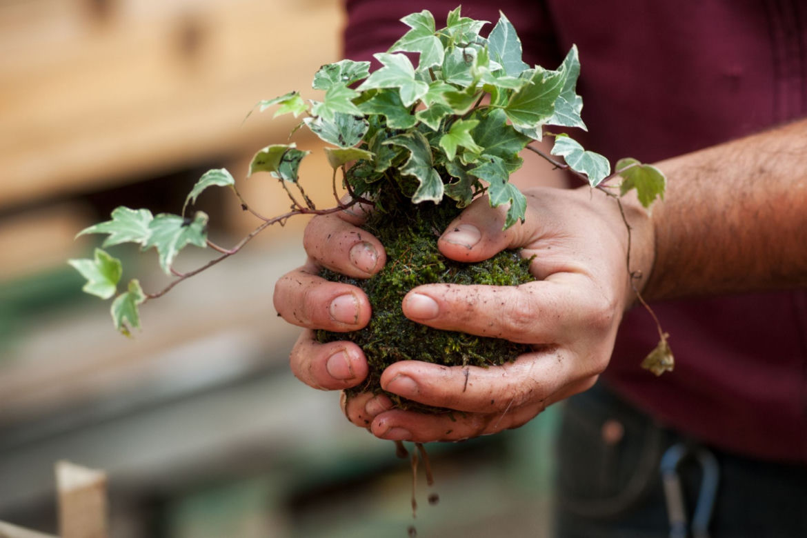 Kokedama