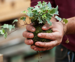 Kokedama