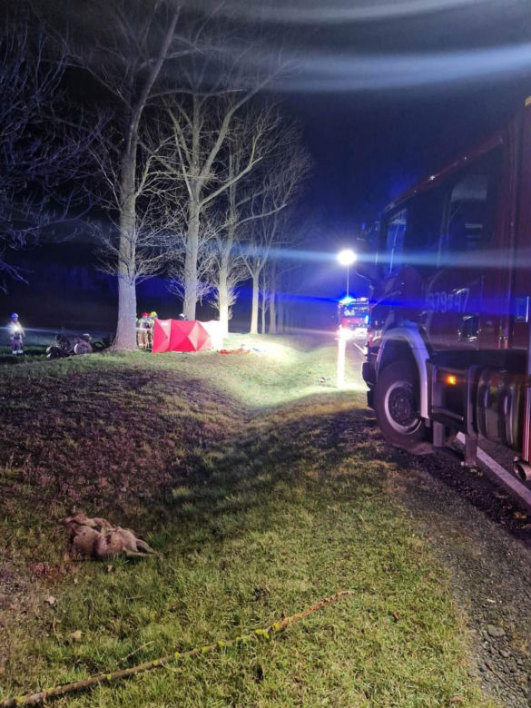 Śmiertelny wypadek pod Skwierzyną! BMW rozpadło się na części po zderzeniu z sarną [ZDJĘCIA]
