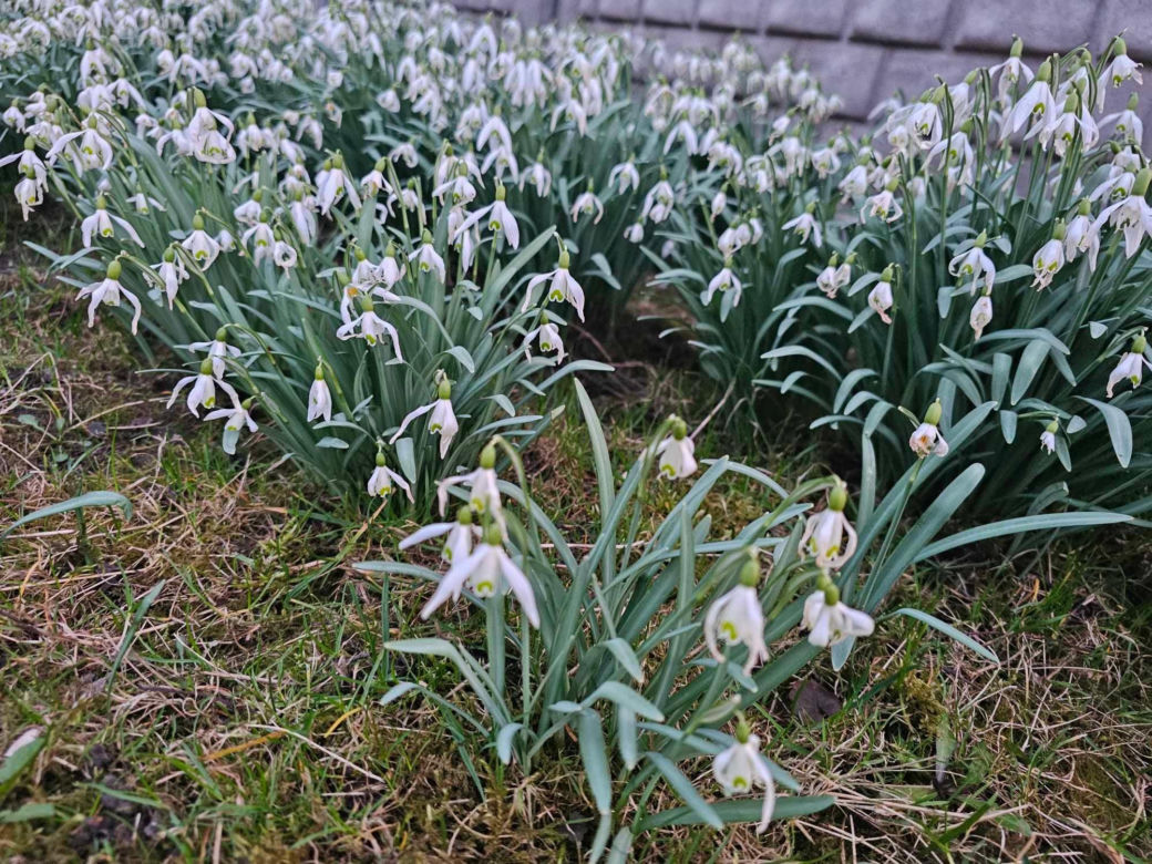 Oznaki wiosny na Podkarpaciu [GALERIA]