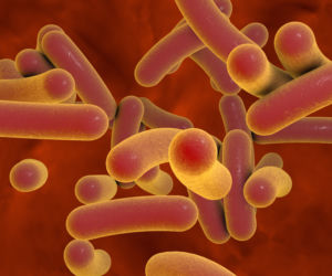 Salmonella w jajkach