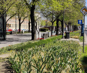 Kwiaty w centrum Szczecina