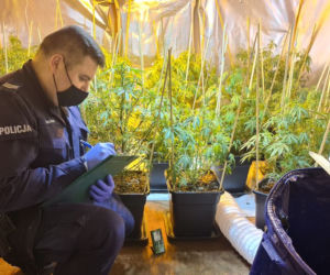 32-latek prowadził w Gdańsku profesjonalną plantację marihuany