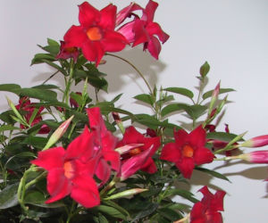 Dipladenia