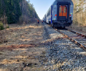 Tragedia na torach. Pociąg Intercity zderzył się z żubrami. Co z pasażerami?