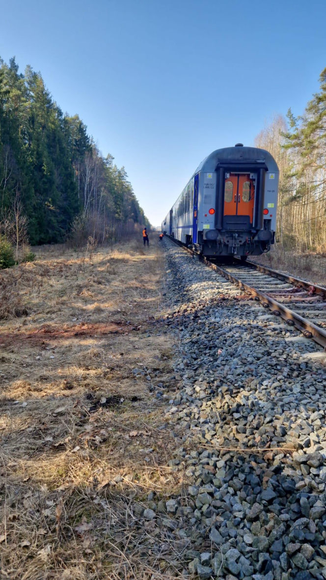 Tragedia na torach. Pociąg Intercity zderzył się z żubrami. Co z pasażerami?