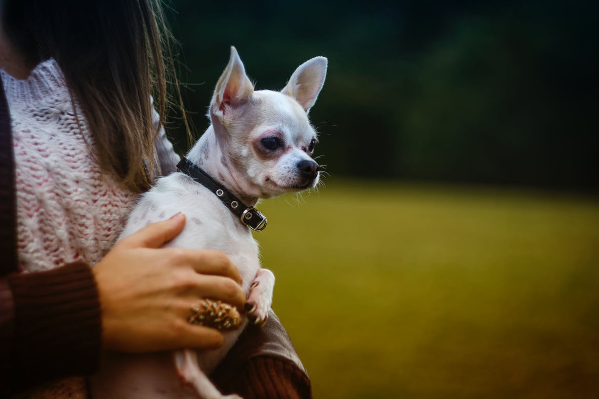 Rasy psów do małych mieszkań: chihuahua