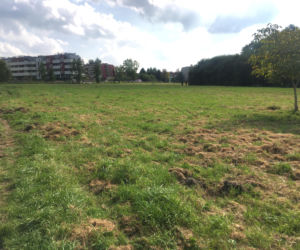 Łąki przy Kobierzyńskiej w Krakowie