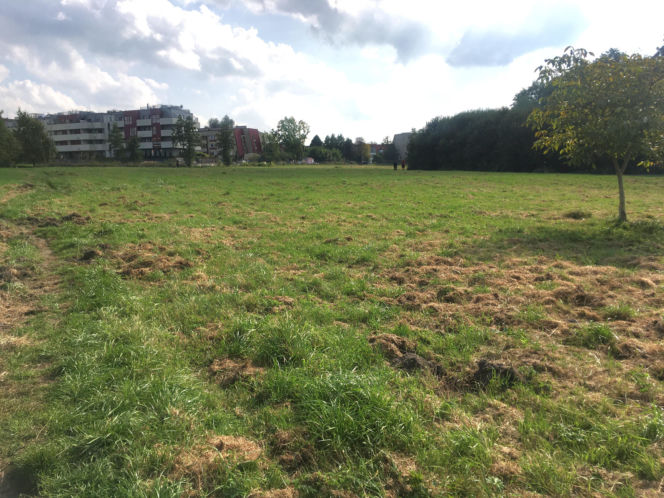 Łąki przy Kobierzyńskiej w Krakowie