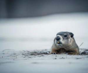 Niemcy ostro o Trumpie. Co oznacza „Dzień świstaka” dla Europy?