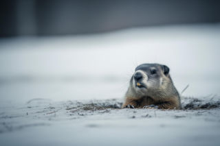 Niemcy ostro o Trumpie. Co oznacza „Dzień świstaka” dla Europy?