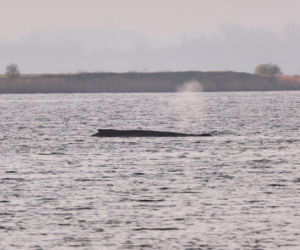 Humbak utknął u północnych wybrzeży Niemiec